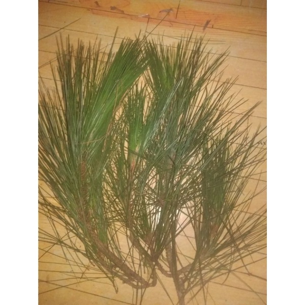 

daun pinus seger