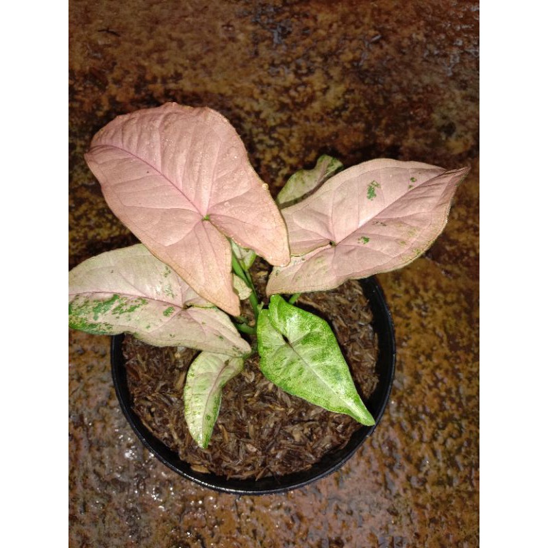 singonium placked / tanaman singonium placked / tanaman singonium murah