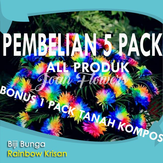 Biji Bunga Krisan Pelangi (Rainbow Chrysanthemum)