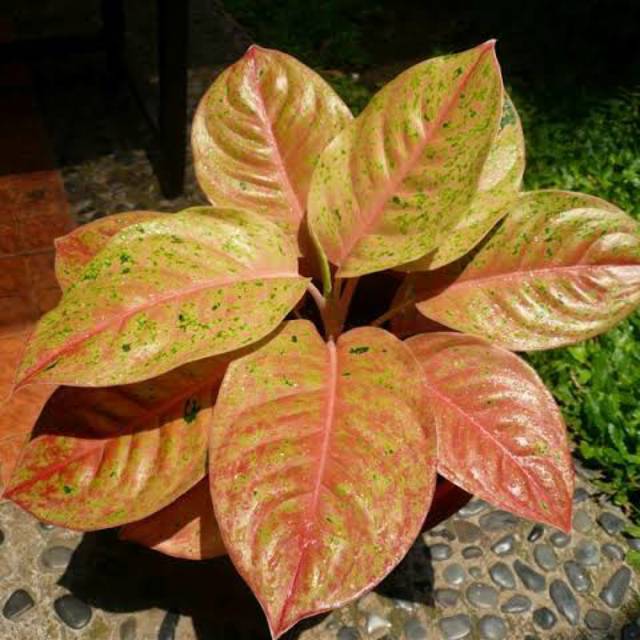Aglonema bigroy big roy Shopee Indonesia Aglonema bigroy big roy Shopee Indonesia