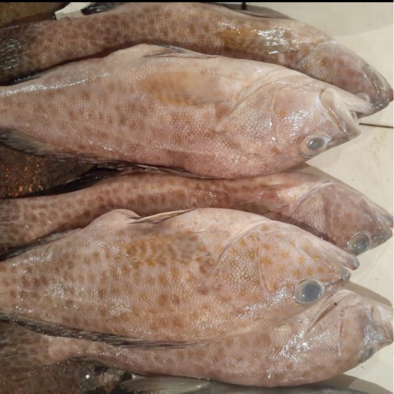 

ikan kerapu segar 1kg 3-4 ekor