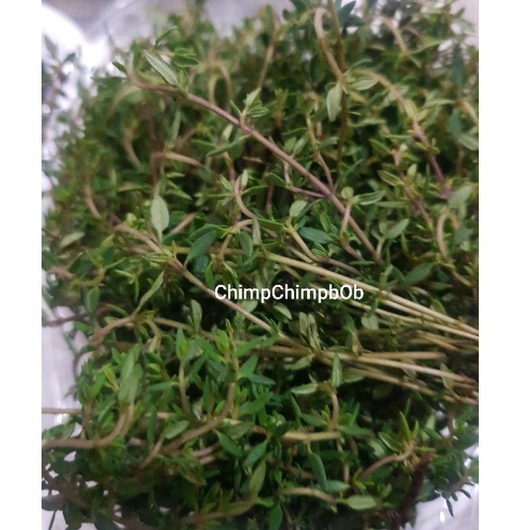 DAUN THYME SEGAR / THYME LEAVES FRESH HERBS