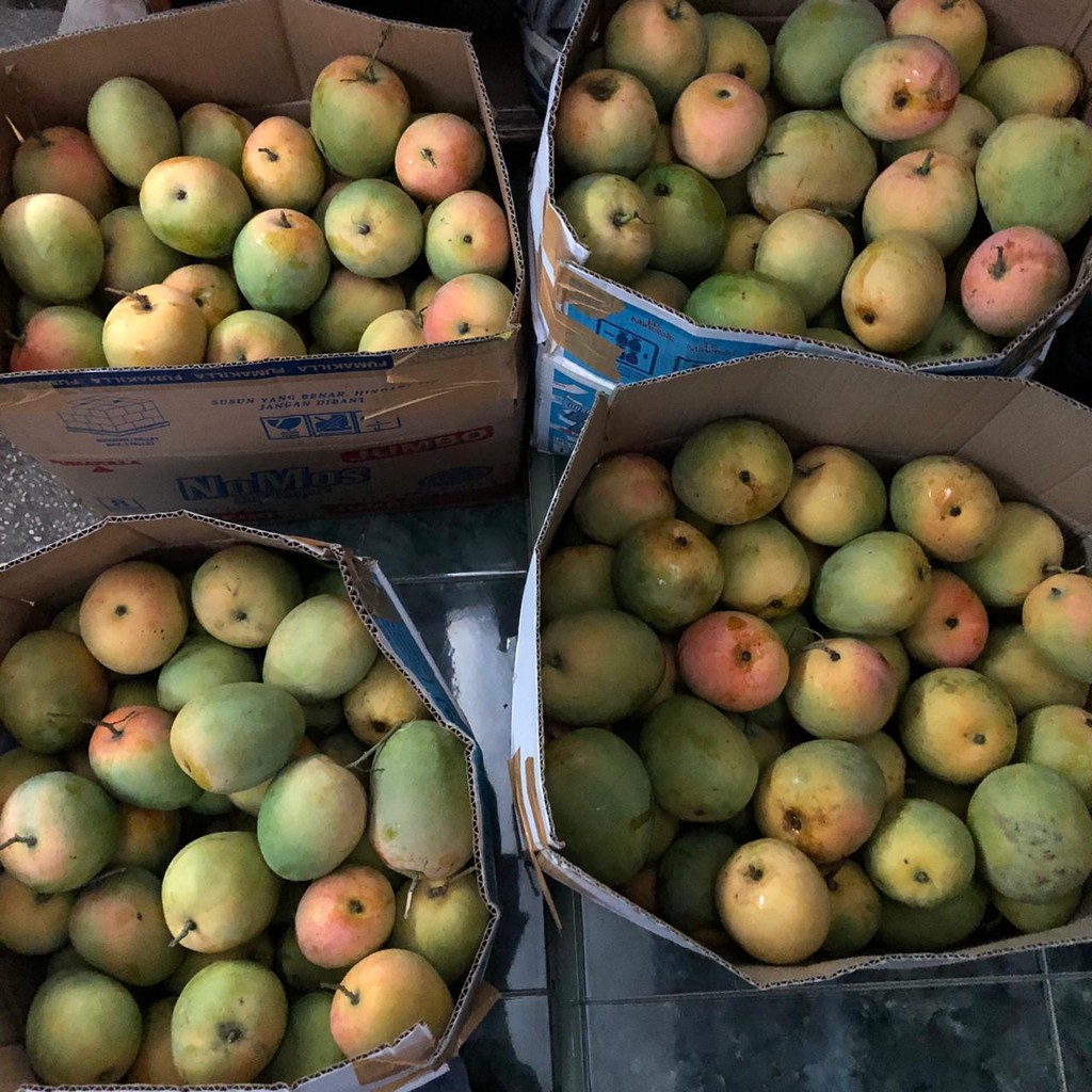 

Mangga Gedong Gincu Super Siap Borong dan Ecer Matang Pohon