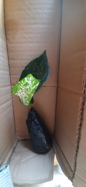 Tanaman Hias Aglonema Venus