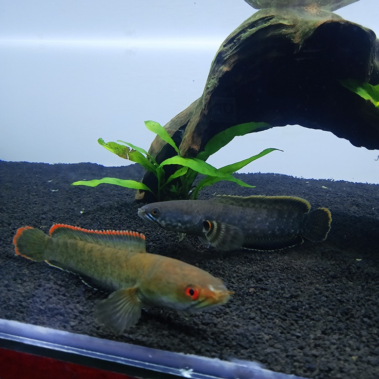 Limbata Rim Oren x Kuning Pair Akur -+14cm (Red Eyes)