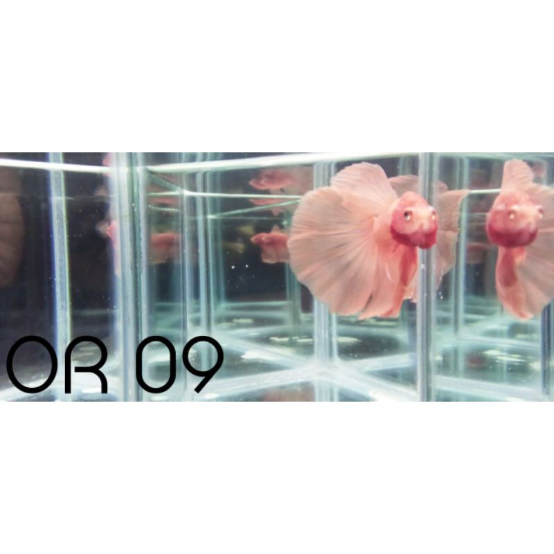 Cupang Hias HM Solid HM Orange Soft Halfmoon Orange Soft HM Pink Male Real Pict Real Video Size L