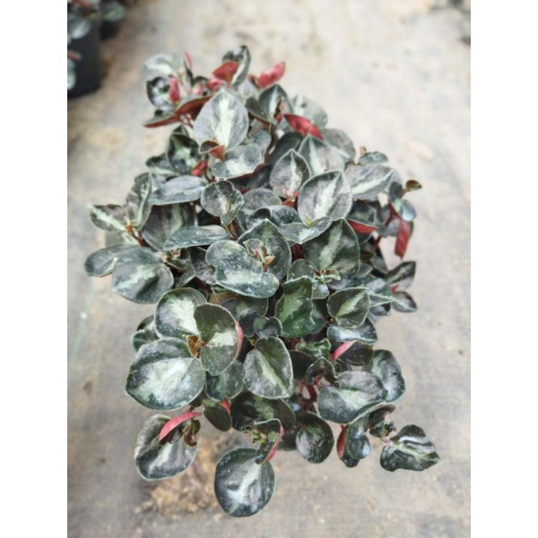 Peperomia black metalica