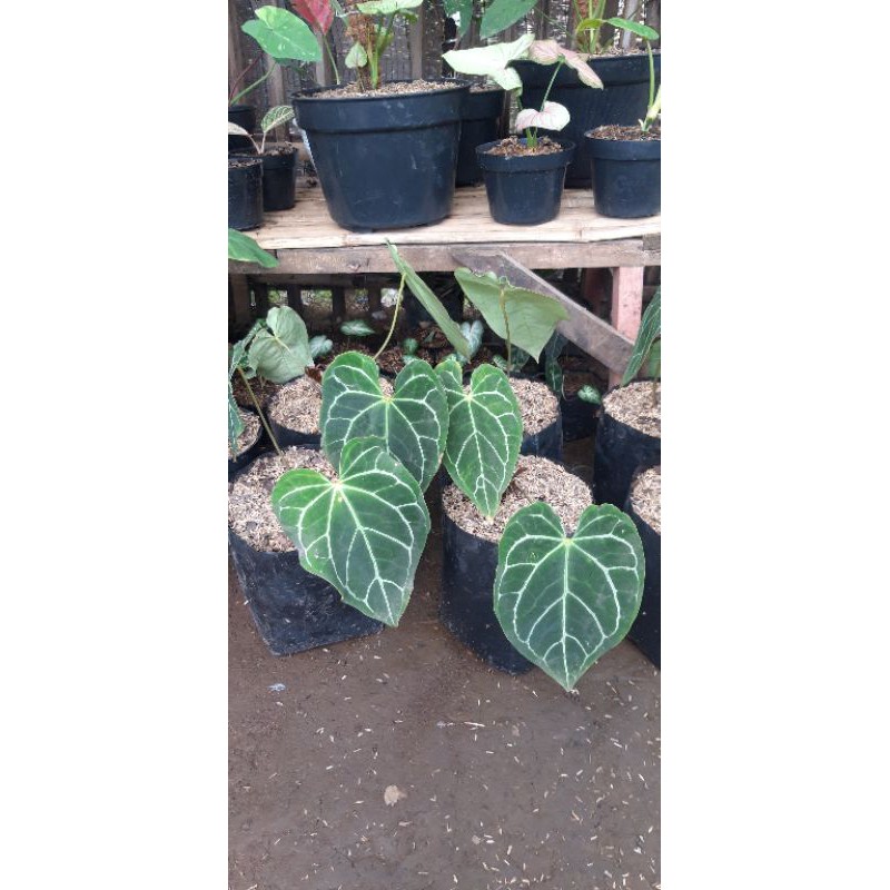 Anturium Kuping Gajah