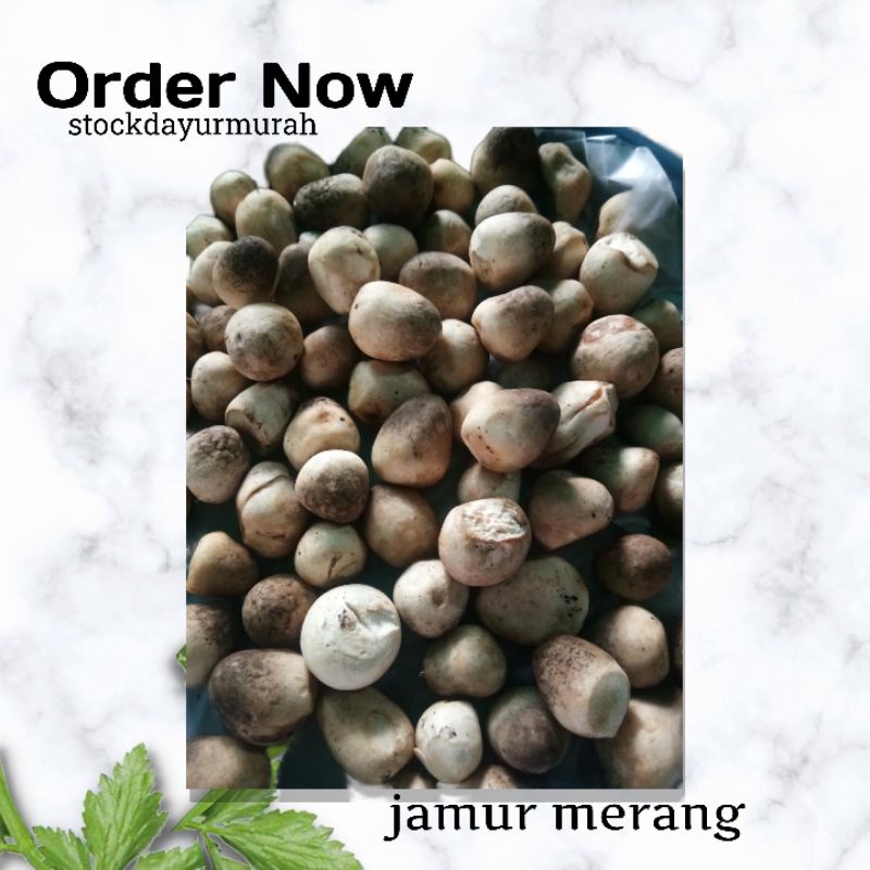

Jamur Merang