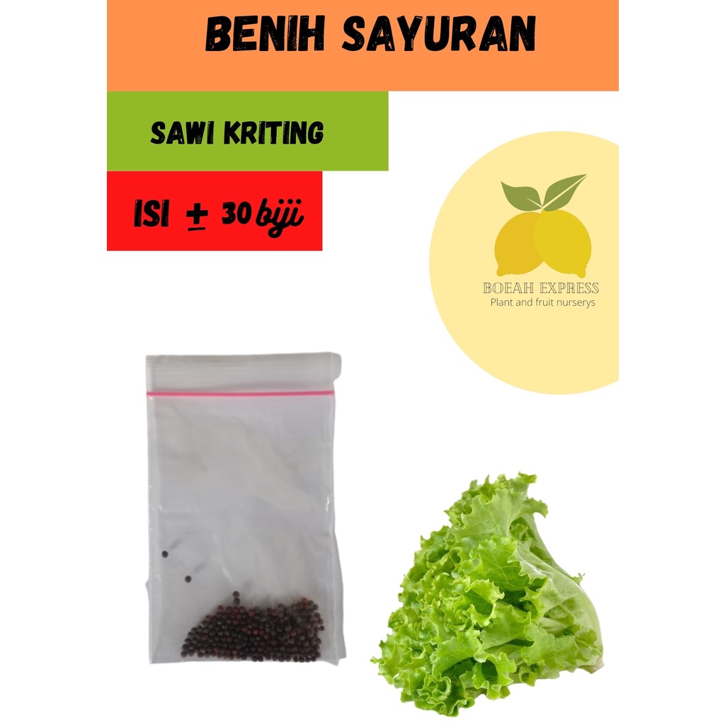 

Biji sawi kriting/repacking sawi kriting jumbo