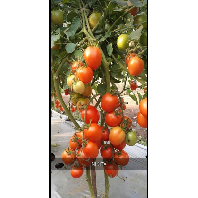 Benih Tomat Dataran Rendah Kualitas Super Nikita F1 - Bibit Tomat Unggul Buah Banyak dan Lebat - Bij
