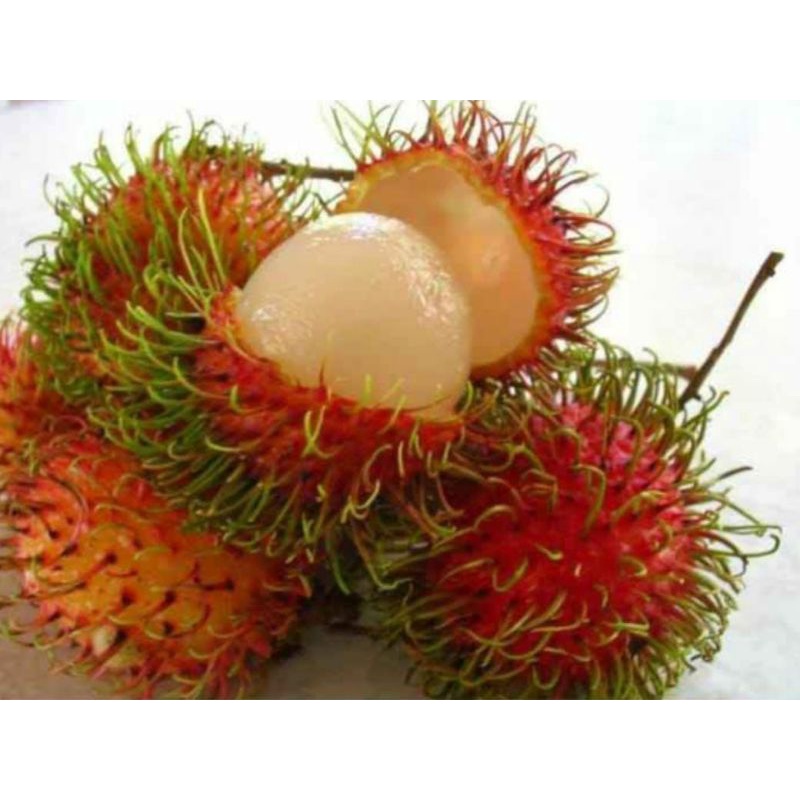 

Rambutan Mana Lagi Manis per 3 ikat