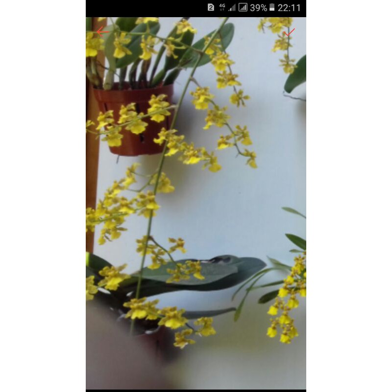 oncidium americana