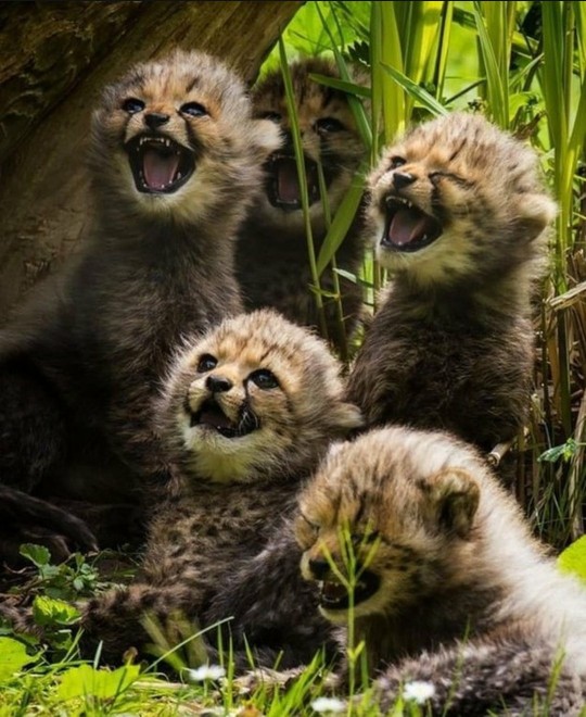 Blouse Batik Wanita Motif Merak Mahkota - Atasan Batik Modern - Size S-m-l-xl-xxl-3l-4l-5l - Kantor