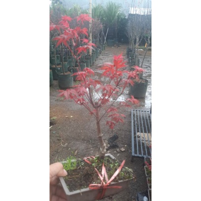 Japanese Red Maple/ Red Maple Japanese