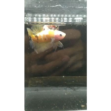 cupang hias jenis yellow koi copper