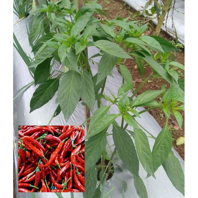Bibit pohon cabe merah besar/Tanaman cabe merah