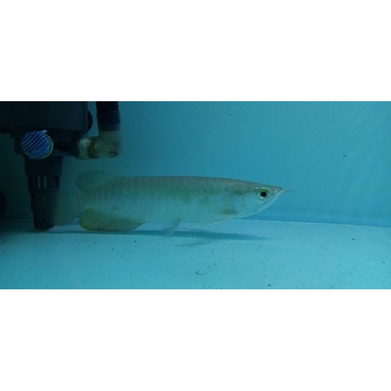AROWANA GOLDEN RED HB 5