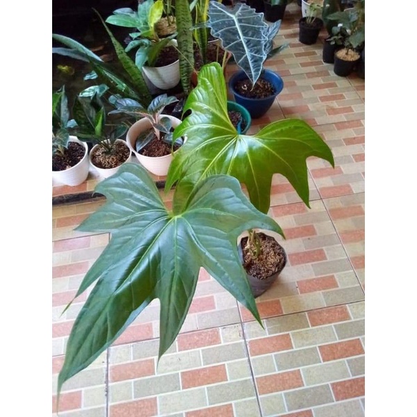 Tnaman hias Anthurium jari/pohon anthurium jari/Anthurium pedatoradiatum