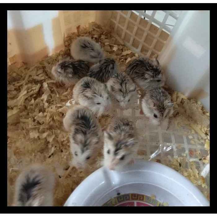 Promo Hamster Robo / Roborovski Normal Face Promo Special Murah