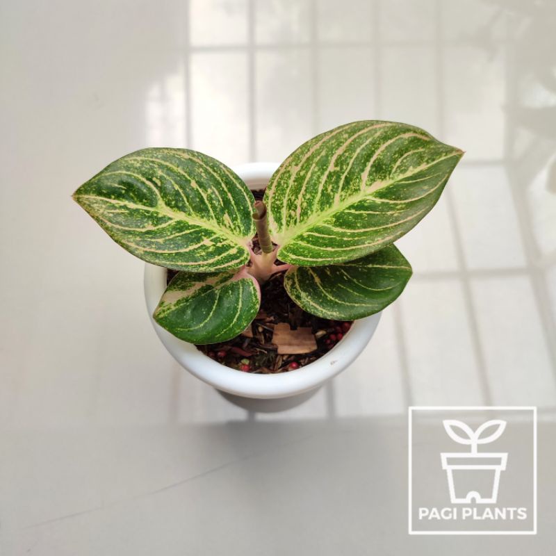 Aglaonema Asri Merah