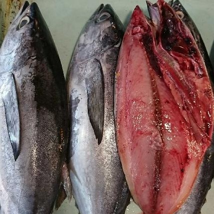 

ikan tuna potong pasar online makassar