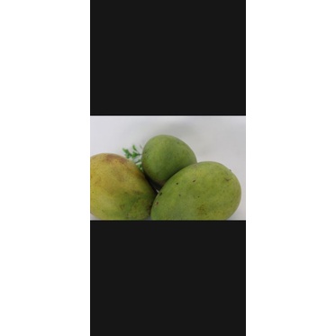 mangga gadung