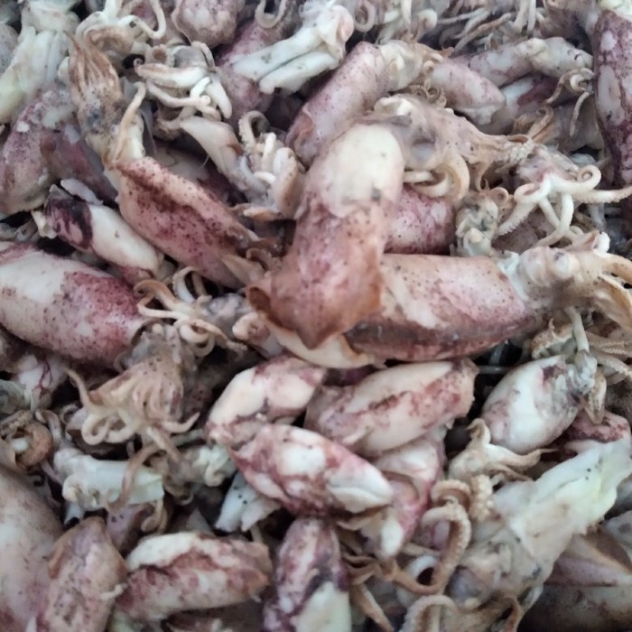 

CUMI ASIN 500gr ready