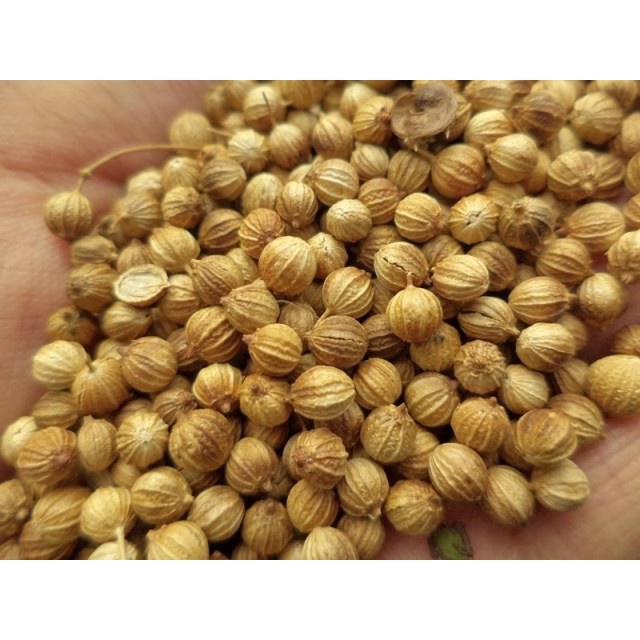 

New KETUMBAR BIJI KETUMBAR CORIANDER CILANTRO CORIANDRUM SATIVUM