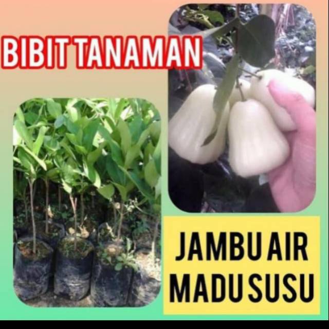 Bibit Jambu Air madu