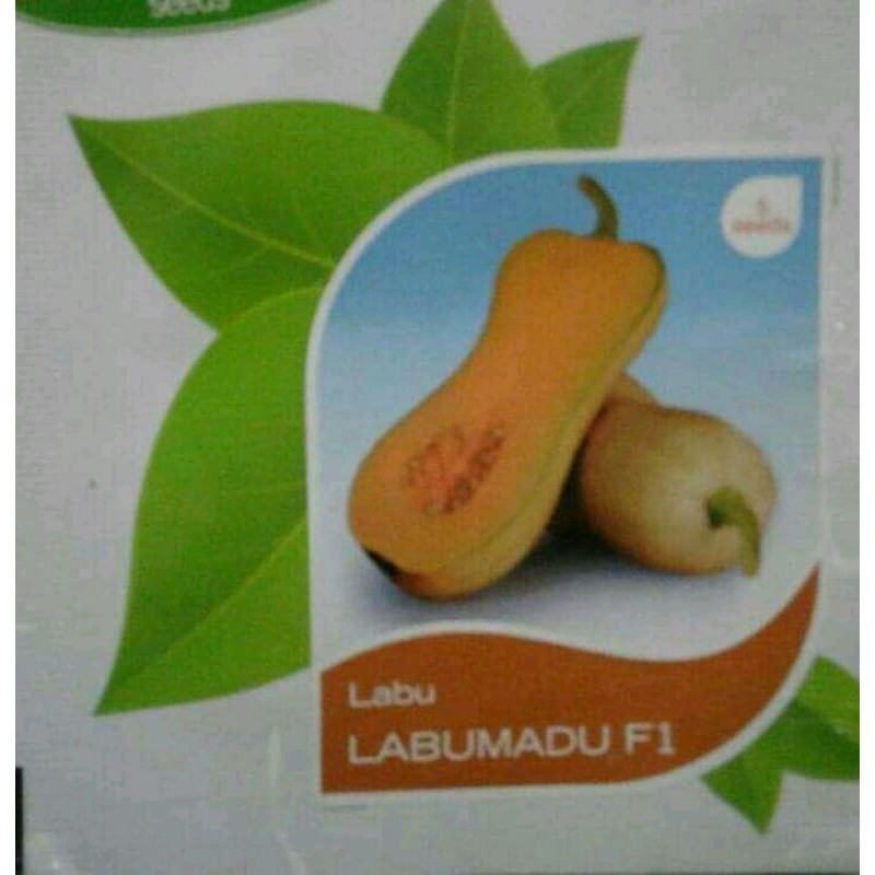 LABU MADU F1 CAP PANAH MERAH