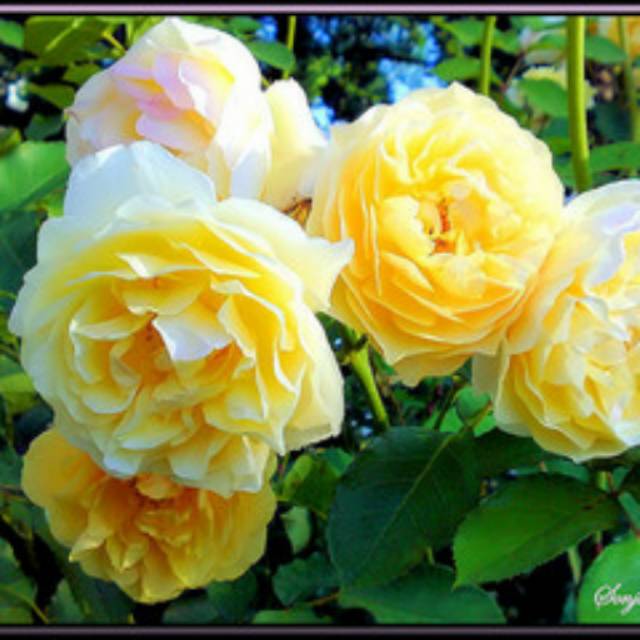 Tanaman Mawar Floribunda Kuning