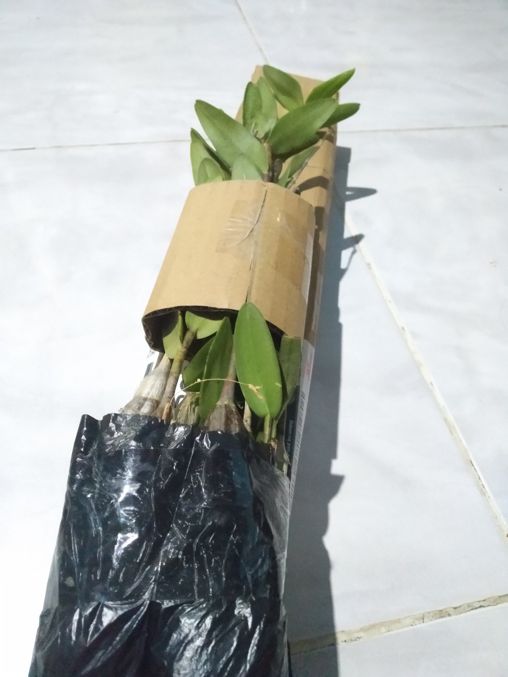 Angrek Dendrodium/merpati Remaja Siap Berbunga