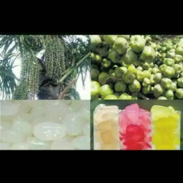 

Kolangkaling (cangkaleng) segar 100gr