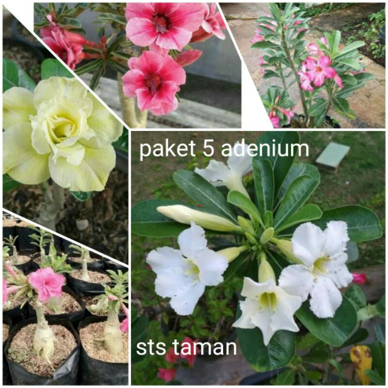 paket6 tanaman hias-adenium merah-adenium putih-adenium ping-adenium kuning-adenium swallow