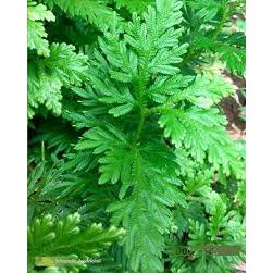 

Daun cakar ayam 500 gram segar