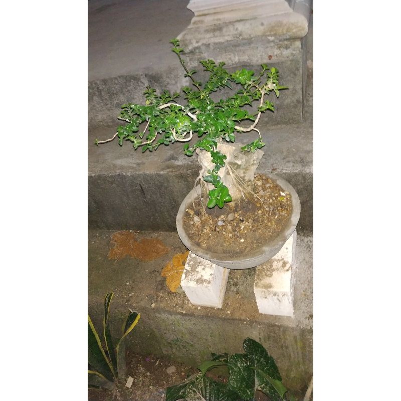 Bonsai stek pohon serut