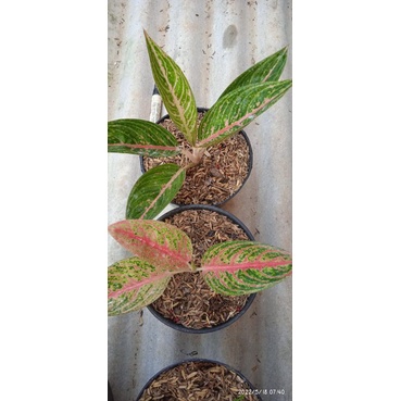 PAKET 2 AGLONEMA RED LEGACY GREEN LEGACY