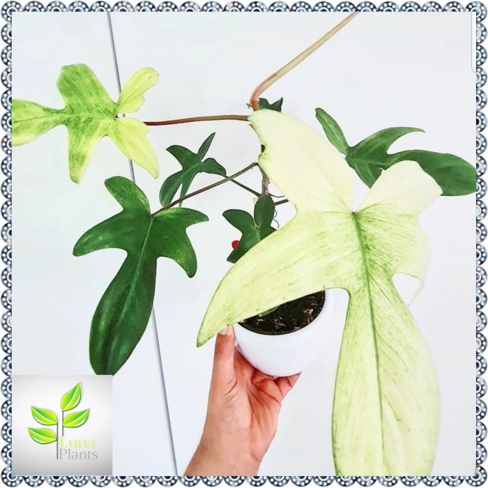 philodendron florida ghost / tanaman hias florida ghost varigata