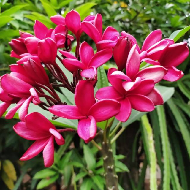 Bibit Stek kamboja / Plumeria Bunga Merah Fanta / Plumeria Hibrid