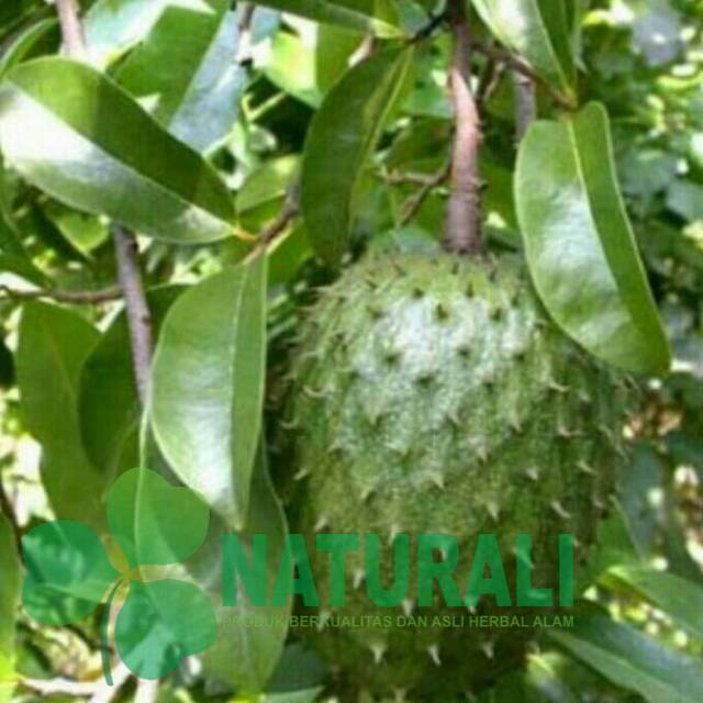 

DAUN SIRSAK SEGAR (anti tumor, anti kanker dll