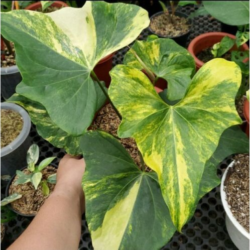 Anthurium Pterodactyl Varigata Bukan Split Pucuk Real Picture
