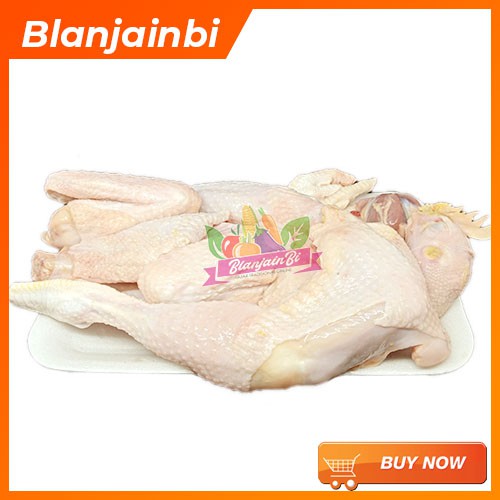 

Ayam Pejantan Bandung Area
