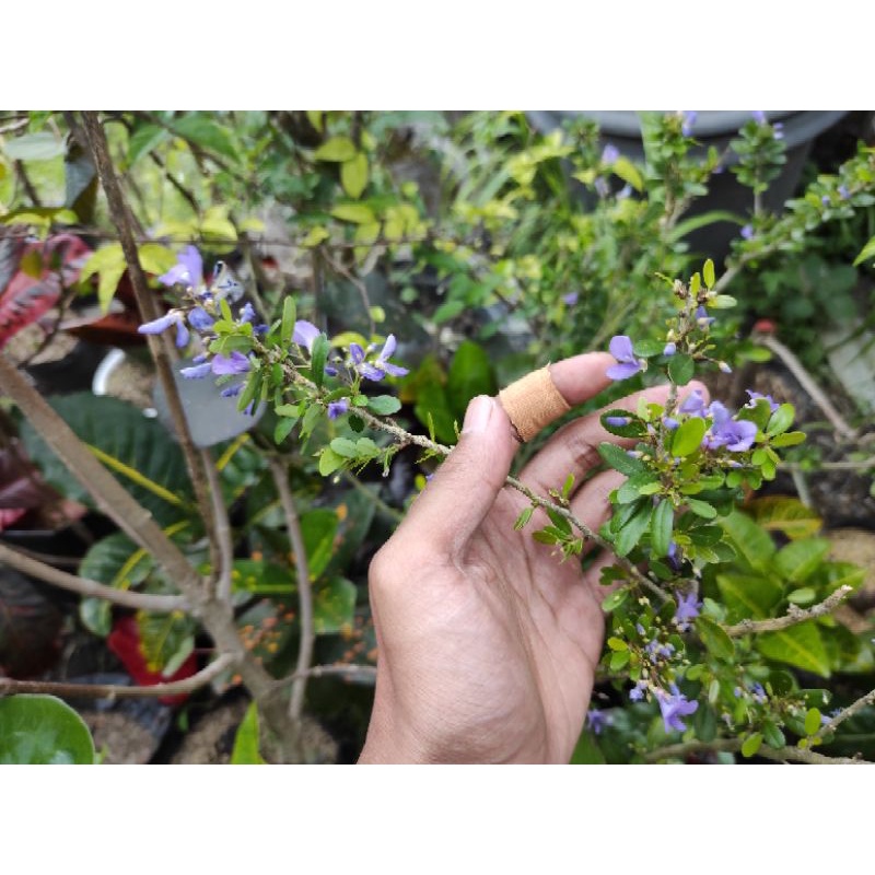 Saeng simbur tanpa duri (cangkok)