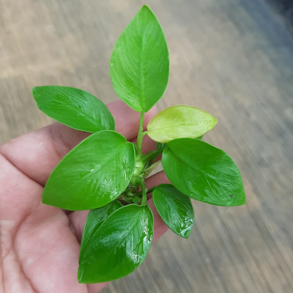 Anubias Golden Nana Tanaman  air  aquascape  Aquarium 