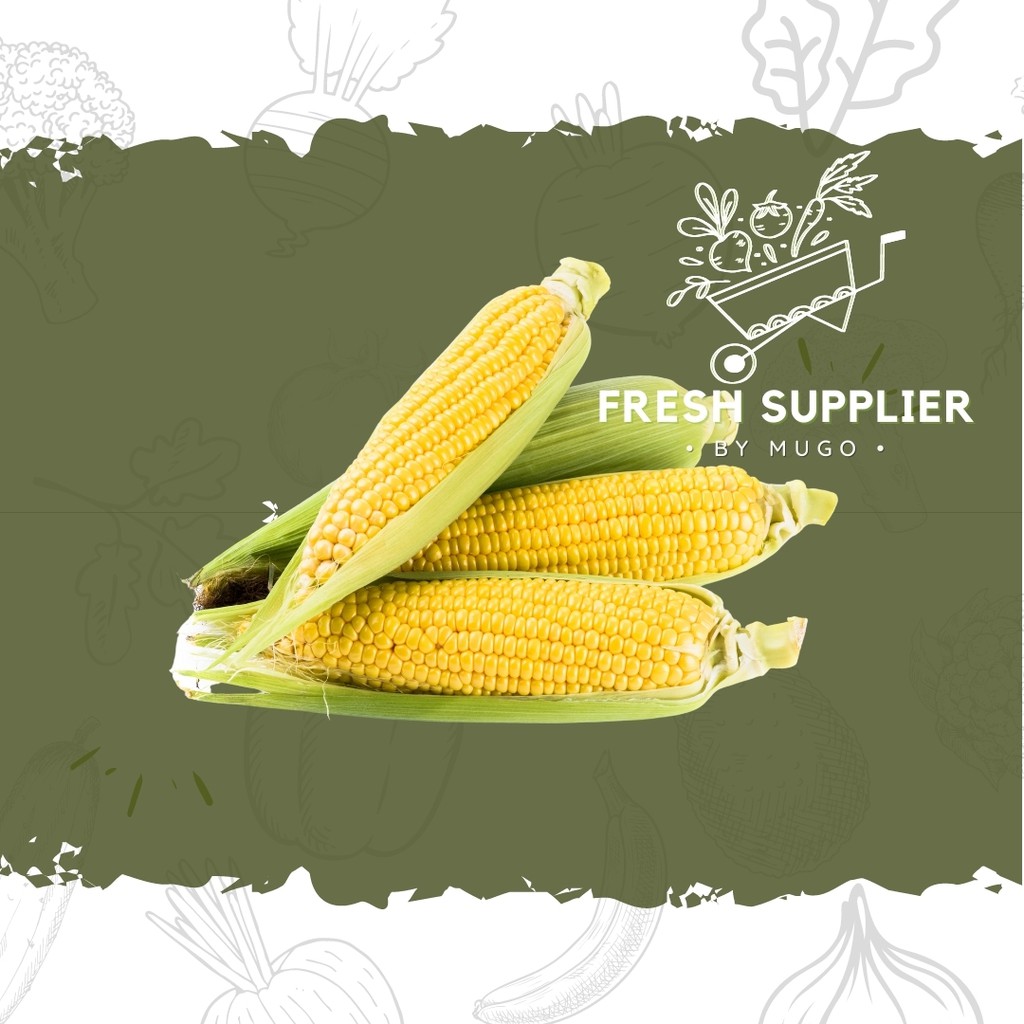 

Jagung Manis Kulit 1 Pcs Fresh Supplier