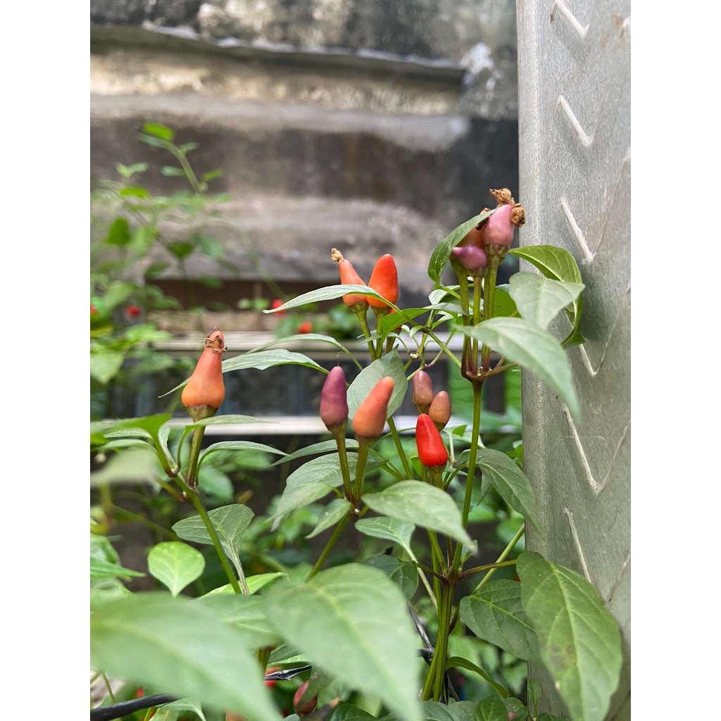 Benih Bibit Biji - Cabai Purple Prince Cabe Pelangi Rainbow Pepper Seeds