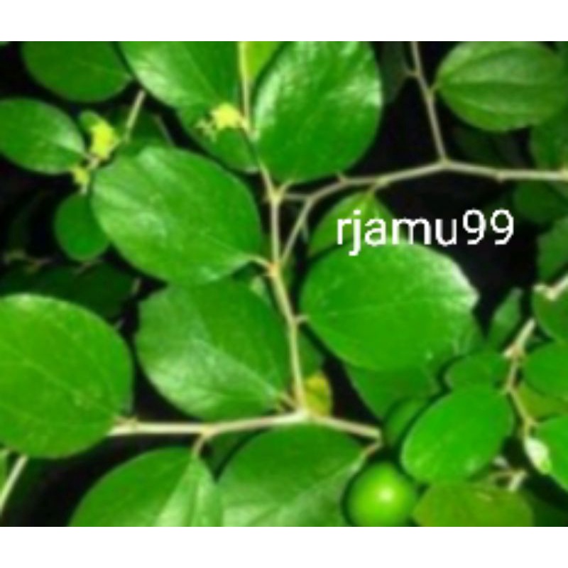 

Daun Bidara Segar 100lembar