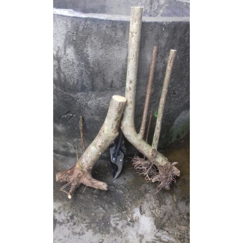 2 pcs bahan bonsai wahong