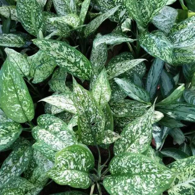 blanceng beras tumpah - dieffenbachia - tanaman blanceng - blanceng - tanaman hias